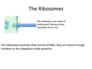 The Ribosomes
The ribosomes are made of
candy pearls because they
resemble them a lot.

The ribosomes particles that consist of RNA, they are found in large
numbers in the cytoplasm make proteins

 
