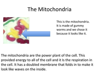 The Mitochondria
This is the mitochondria.
It is made of gummy
worms and we chose it
because it looks like it.

The mitochondria are the power plant of the cell. This
provided energy to all of the cell and it Is the respiration in
the cell. It has a doubled membrane that folds in to make it
look like waves on the inside.

 