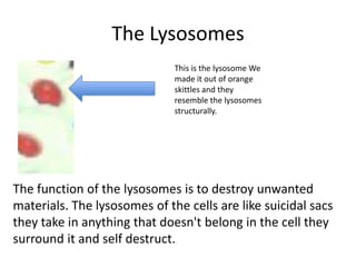 The Lysosomes
This is the lysosome We
made it out of orange
skittles and they
resemble the lysosomes
structurally.

The function of the lysosomes is to destroy unwanted
materials. The lysosomes of the cells are like suicidal sacs
they take in anything that doesn't belong in the cell they
surround it and self destruct.

 