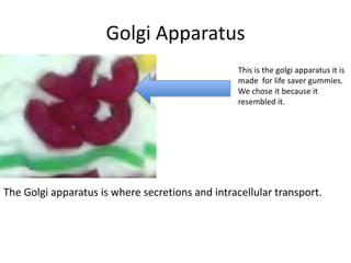 Golgi Apparatus
This is the golgi apparatus it is
made for life saver gummies.
We chose it because it
resembled it.

The Golgi apparatus is where secretions and intracellular transport.

 