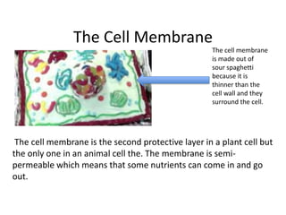 The Cell Membrane
The cell membrane
is made out of
sour spaghetti
because it is
thinner than the
cell wall and they
surround the cell.

The cell membrane is the second protective layer in a plant cell but
the only one in an animal cell the. The membrane is semipermeable which means that some nutrients can come in and go
out.

 