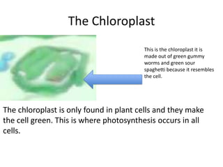 The Chloroplast
This is the chloroplast it is
made out of green gummy
worms and green sour
spaghetti because it resembles
the cell.

The chloroplast is only found in plant cells and they make
the cell green. This is where photosynthesis occurs in all
cells.

 