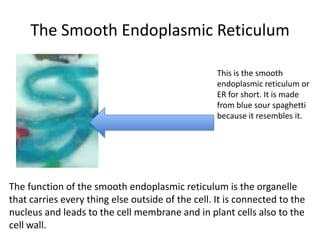 The Smooth Endoplasmic Reticulum
This is the smooth
endoplasmic reticulum or
ER for short. It is made
from blue sour spaghetti
because it resembles it.

The function of the smooth endoplasmic reticulum is the organelle
that carries every thing else outside of the cell. It is connected to the
nucleus and leads to the cell membrane and in plant cells also to the
cell wall.

 
