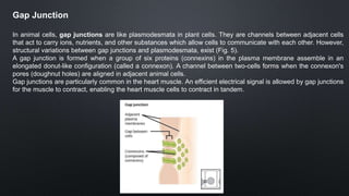 Cell_Modifications.pptx