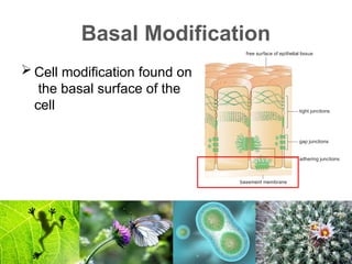 cellmodifications.pptxxxxxxxxxxxxxxxxxxxxxxxxxx | PPTX | Biological ...