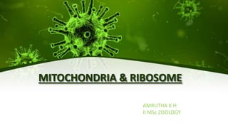 MITOCHONDRIA & RIBOSOME
AMRUTHA K H
II MSc ZOOLOGY
 