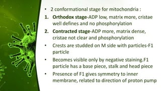 • 2 conformational stage for mitochondria :
1. Orthodox stage-ADP low, matrix more, cristae
well defines and no phosphorylation
2. Contracted stage-ADP more, matrix dense,
cristae not clear and phosphorylation
• Crests are studded on M side with particles-F1
particle
• Becomes visible only by negative staining.F1
particle has a base piece, stalk and head piece
• Presence of F1 gives symmetry to inner
membrane, related to direction of proton pump
 