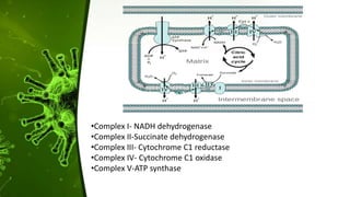 •Complex I- NADH dehydrogenase
•Complex II-Succinate dehydrogenase
•Complex III- Cytochrome C1 reductase
•Complex IV- Cytochrome C1 oxidase
•Complex V-ATP synthase
 