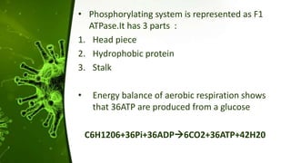 • Phosphorylating system is represented as F1
ATPase.It has 3 parts :
1. Head piece
2. Hydrophobic protein
3. Stalk
• Energy balance of aerobic respiration shows
that 36ATP are produced from a glucose
C6H1206+36Pi+36ADP6CO2+36ATP+42H20
 