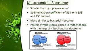 Mitochondrial Ribosome
• Smaller than cytoplasmic ones
• Sedimentation coefficient of 55S with 35S
and 25S subunit
• More similar to bacterial ribosome
• Protein synthesis takes place in mitochondria
with the help of mitochondrial ribosome
 