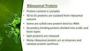 Ribosomal Protein
• Protein content is complex
• 50 to 55 proteins are isolated from ribosomal
subunit
• Some are called core protein-bind to rRNA
• Secondary binding protein-divided into acidic and
basic types
• Split proteins are released
• Many ribosomal protein act as enzymes and
catalyze protein synthesis
 