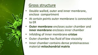 Gross structure
• Double walled, outer and inner membrane,
enclose compartment
• At certain points outer membrane is connected
to ER
• Outer membrane encloses outer chamber and
inner membrane encloses inner chamber
• Infolding of inner membrane-cristae
• Outer chamber has fluid of low viscosity
• Inner chamber contains dense proteinaceous
material-mitochondrial matrix
 