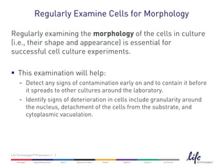Regularly Examine Cells for Morphology

Regularly examining the morphology of the cells in culture
(i.e., their shape and appearance) is essential for
successful cell culture experiments.

 This examination will help:
      −    Detect any signs of contamination early on and to contain it before
           it spreads to other cultures around the laboratory.
      −    Identify signs of deterioration in cells include granularity around
           the nucleus, detachment of the cells from the substrate, and
           cytoplasmic vacuolation.




Life Technologies™ Proprietary | 2
 
