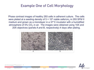 Cell Morphology: Example A

      Phase contrast images of healthy 293 cells in adherent culture. The cells
      were plated at a seeding density of 5 × 104 viable cells/cm2 in 293 SFM II
      medium and grown as a monolayer in a 37°C incubator with a humidified
      atmosphere of 5% CO2 in air. The images were obtained using 10X and
         20X objectives (panels A and B, respectively) 4 days after plating.




Life Technologies™ Proprietary | 5
 