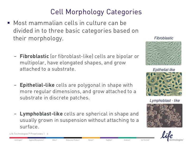 What is Cell Morphology in a Cell Culture?