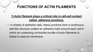 FUNCTIONS OF ACTIN FILAMENTS
1) Actin filament plays a critical role in cell-cell contact
called adherens junctions.
• In sheets of epithelial cells, these junctions form a continuous
belt like structure (called an adhesion belt) around each cell in
which an underlying contractile bundle of actin filaments is
linked to plasma membrane.
 