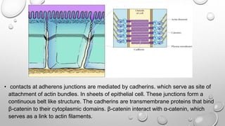 • contacts at adherens junctions are mediated by cadherins. which serve as site of
attachment of actin bundles. In sheets of epithelial cell. These junctions form a
continuous belt like structure. The cadherins are transmembrane proteins that bind
β-catenin to their cytoplasmic domains. β-catenin interact with α-catenin, which
serves as a link to actin filaments.
 