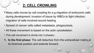 2: CELL CROWLING
• Many cells moves by cell crowling for e.g migration of embryonic cells
during development; invasion of tissue by WBCs to fight infection;
migration of cells involved wound healing.
• Spread of cancer cells called metastasis, phagocytosis.
• All these movement is based on the actin cytoskeleton.
• This cell movement is divide into 3 phases:-
1. In the first phase: The cell detaches from the extracellular matrix at
its foremost position and extends forward.
 
