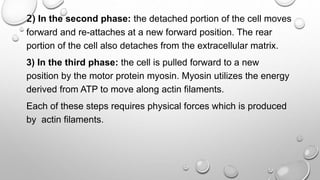 2) In the second phase: the detached portion of the cell moves
forward and re-attaches at a new forward position. The rear
portion of the cell also detaches from the extracellular matrix.
3) In the third phase: the cell is pulled forward to a new
position by the motor protein myosin. Myosin utilizes the energy
derived from ATP to move along actin filaments.
Each of these steps requires physical forces which is produced
by actin filaments.
 