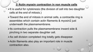 3: Actin myosin contraction in non muscle cells
It is useful for cytokinesis (the division of cell into two daughter
cells at the end of mitosis.)
Toward the end of mitosis in animal cells, a contractile ring is
assembles which contain actin filaments & myosin2 just
underneath the plasmamembrane.
Its contraction pulls the plasmamembrane inward side &
pinching in two separate daughter cell.
As cell division completed ring totally gets disappear.
Actin filaments also play an important role in muscle
contraction also.
 