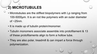 2) MICROTUBULES
• Microtubules are the stiffest biopolymers with Lp ranging from
100-5000µm. It is an rod like polymers with an outer diameter
of ~25nm.
• It is made up of tubulin protein/monomer.
• Tubulin monomers associate assemble into protofilament & 13
of these protofilaments align to form a hollow tube.
• They are also polar, treadmill & can impart a force through
polymerization.
 