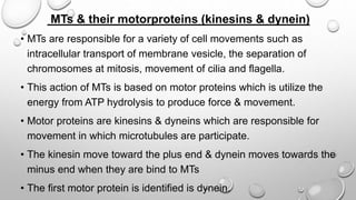 MTs & their motorproteins (kinesins & dynein)
• MTs are responsible for a variety of cell movements such as
intracellular transport of membrane vesicle, the separation of
chromosomes at mitosis, movement of cilia and flagella.
• This action of MTs is based on motor proteins which is utilize the
energy from ATP hydrolysis to produce force & movement.
• Motor proteins are kinesins & dyneins which are responsible for
movement in which microtubules are participate.
• The kinesin move toward the plus end & dynein moves towards the
minus end when they are bind to MTs
• The first motor protein is identified is dynein.
 