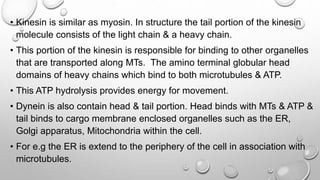 • Kinesin is similar as myosin. In structure the tail portion of the kinesin
molecule consists of the light chain & a heavy chain.
• This portion of the kinesin is responsible for binding to other organelles
that are transported along MTs. The amino terminal globular head
domains of heavy chains which bind to both microtubules & ATP.
• This ATP hydrolysis provides energy for movement.
• Dynein is also contain head & tail portion. Head binds with MTs & ATP &
tail binds to cargo membrane enclosed organelles such as the ER,
Golgi apparatus, Mitochondria within the cell.
• For e.g the ER is extend to the periphery of the cell in association with
microtubules.
 