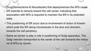 • Drug(Demecolcine & Nocodazole) that depolymerizes the MTs cause
ER extends to retracts toward the cell center, indicating that
association with MTs is required to maintain the ER in its extended
state.
• This positioning of ER occur due to involvement of action of kinesin
which pulls the ER along microtubules in the plus end direction,
towards the cell periphery.
• Same as dynein is play a role in positioning of Golgi apparatus. The
Golgi vesicles transported to the center of the cell (towards the minus
nd of MTs) by dynein.
 