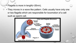 • Flagella is more in length(~20nm).
• They moves in a wave like pattern. Cells usually have only one
or two flagella which are responsible for locomotion of a cell
such as sperm cell.
 