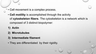 • Cell movement is a complex process.
• Cell motility is accomplished through the activity
of cytoskeleton fibers. The cytoskeleton is a network which is
composed of 3 distinct biopolymer:
1) Actin
2) Microtubules
3) Intermediate filament
• They are differentiated by their rigidity.
 