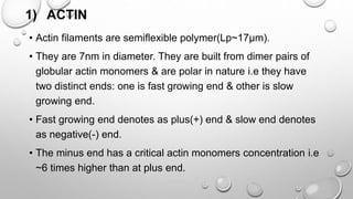 1) ACTIN
• Actin filaments are semiflexible polymer(Lp~17µm).
• They are 7nm in diameter. They are built from dimer pairs of
globular actin monomers & are polar in nature i.e they have
two distinct ends: one is fast growing end & other is slow
growing end.
• Fast growing end denotes as plus(+) end & slow end denotes
as negative(-) end.
• The minus end has a critical actin monomers concentration i.e
~6 times higher than at plus end.
 