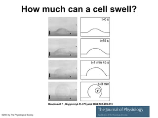 Boudreault F , Grygorczyk R J Physiol 2004;561:499-513
©2004 by The Physiological Society
How much can a cell swell?
 
