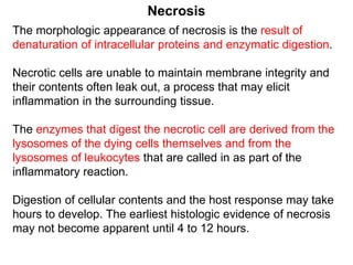 The morphologic appearance of necrosis is the result of
denaturation of intracellular proteins and enzymatic digestion.
Necrotic cells are unable to maintain membrane integrity and
their contents often leak out, a process that may elicit
inflammation in the surrounding tissue.
The enzymes that digest the necrotic cell are derived from the
lysosomes of the dying cells themselves and from the
lysosomes of leukocytes that are called in as part of the
inflammatory reaction.
Digestion of cellular contents and the host response may take
hours to develop. The earliest histologic evidence of necrosis
may not become apparent until 4 to 12 hours.
Necrosis
 