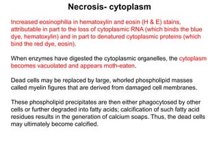Increased eosinophilia in hematoxylin and eosin (H & E) stains,
attributable in part to the loss of cytoplasmic RNA (which binds the blue
dye, hematoxylin) and in part to denatured cytoplasmic proteins (which
bind the red dye, eosin).
When enzymes have digested the cytoplasmic organelles, the cytoplasm
becomes vacuolated and appears moth-eaten.
Dead cells may be replaced by large, whorled phospholipid masses
called myelin figures that are derived from damaged cell membranes.
These phospholipid precipitates are then either phagocytosed by other
cells or further degraded into fatty acids; calcification of such fatty acid
residues results in the generation of calcium soaps. Thus, the dead cells
may ultimately become calcified.
Necrosis- cytoplasm
 