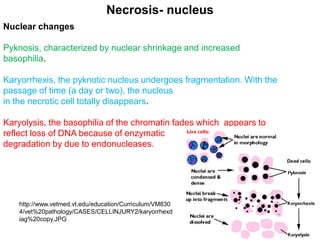 Nuclear changes
Pyknosis, characterized by nuclear shrinkage and increased
basophilia.
Karyorrhexis, the pyknotic nucleus undergoes fragmentation. With the
passage of time (a day or two), the nucleus
in the necrotic cell totally disappears.
Karyolysis, the basophilia of the chromatin fades which appears to
reflect loss of DNA because of enzymatic
degradation by due to endonucleases.
Necrosis- nucleus
http://www.vetmed.vt.edu/education/Curriculum/VM830
4/vet%20pathology/CASES/CELLINJURY2/karyorrhexd
iag%20copy.JPG
 