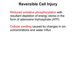 Reduced oxidative phosphorylation with
resultant depletion of energy stores in the
form of adenosine triphosphate (ATP)
Cellular swelling caused by changes in ion
concentrations and water influx
Reversible Cell Injury
 