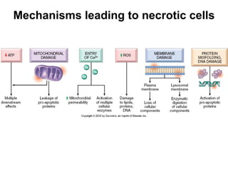 Mechanisms leading to necrotic cells
 
