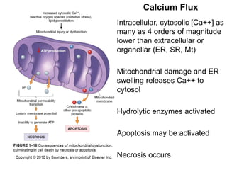 Intracellular, cytosolic [Ca++] as
many as 4 orders of magnitude
lower than extracellular or
organellar (ER, SR, Mt)
Mitochondrial damage and ER
swelling releases Ca++ to
cytosol
Hydrolytic enzymes activated
Apoptosis may be activated
Necrosis occurs
Calcium Flux
 