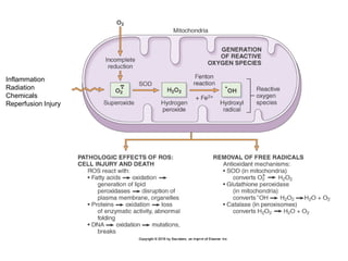 Inflammation
Radiation
Chemicals
Reperfusion Injury
 