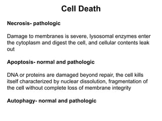Cell Death
Necrosis- pathologic
Damage to membranes is severe, lysosomal enzymes enter
the cytoplasm and digest the cell, and cellular contents leak
out
Apoptosis- normal and pathologic
DNA or proteins are damaged beyond repair, the cell kills
itself characterized by nuclear dissolution, fragmentation of
the cell without complete loss of membrane integrity
Autophagy- normal and pathologic
 