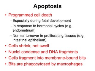 Apoptosis
• Programmed cell death
– Especially during fetal development
– In response to hormonal cycles (e.g.
endometrium)
– Normal turnover in proliferating tissues (e.g.
intestinal epithelium)
• Cells shrink, not swell
• Nuclei condense and DNA fragments
• Cells fragment into membrane-bound bits
• Bits are phagocytosed by macrophages
 