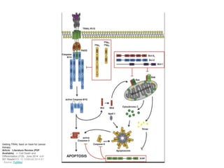 Getting TRAIL back on track for cancer
therapy
Article · Literature Review (PDF
Available) in Cell Death and
Differentiation 21(9) · June 2014 with
301 ReadsDOI: 10.1038/cdd.2014.81
· Source: PubMed
 