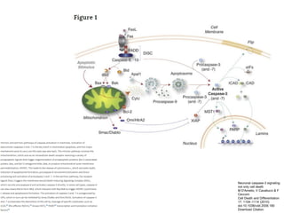 Neuronal caspase-3 signaling:
not only cell death
M D'Amelio, V Cavallucci & F
Cecconi
Cell Death and Differentiation
17, 1104–1114 (2010)
doi:10.1038/cdd.2009.180
Download Citation
 
