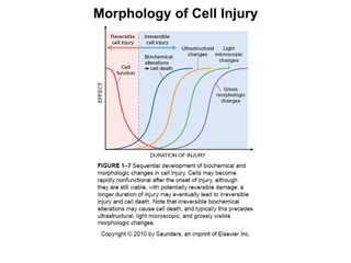 Morphology of Cell Injury
 