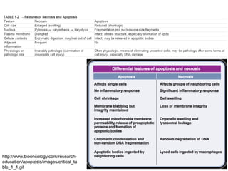 http://www.biooncology.com/research-
education/apoptosis/images/critical_ta
ble_1_1.gif
 