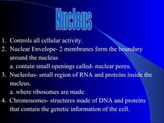 1. Controls all cellular activity.
2. Nuclear Envelope- 2 membranes form the boundary
   around the nucleus
   a. contain small openings called- nuclear pores.
3. Nucleolus- small region of RNA and proteins inside the
   nucleus.
   a. where ribosomes are made.
4. Chromosomes- structures made of DNA and proteins
   that contain the genetic information of the cell.
 