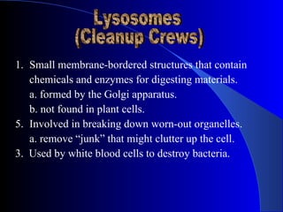 1. Small membrane-bordered structures that contain
   chemicals and enzymes for digesting materials.
   a. formed by the Golgi apparatus.
   b. not found in plant cells.
5. Involved in breaking down worn-out organelles.
   a. remove “junk” that might clutter up the cell.
3. Used by white blood cells to destroy bacteria.
 