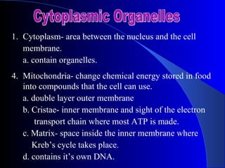 1. Cytoplasm- area between the nucleus and the cell
   membrane.
   a. contain organelles.
4. Mitochondria- change chemical energy stored in food
   into compounds that the cell can use.
   a. double layer outer membrane
   b. Cristae- inner membrane and sight of the electron
       transport chain where most ATP is made.
   c. Matrix- space inside the inner membrane where
      Kreb’s cycle takes place.
   d. contains it’s own DNA.
 