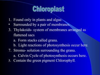 1. Found only in plants and algae.
• Surrounded by a pair of membranes.
3. Thylakoids- system of membranes arranged as
   flattened sacs
   a. Form stacks called grana.
   b. Light reactions of photosynthesis occur here.
7. Stroma- solution surrounding the grana.
   a. Calvin Cycle of photosynthesis occurs here.
5. Contain the green pigment Chlorophyll.
 