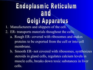 1. Manufacturers and shippers of the cell.
2. ER- transports materials thoughout the cells.
   a. Rough ER- covered with ribosomes and makes
      proteins to be exported from the cell or into cell
      membrane.
   b. Smooth ER- not covered with ribosomes, synthesizes
      steroids in gland cells, regulates calcium levels in
      muscle cells, breaks down toxic substances in liver
      cells.
 